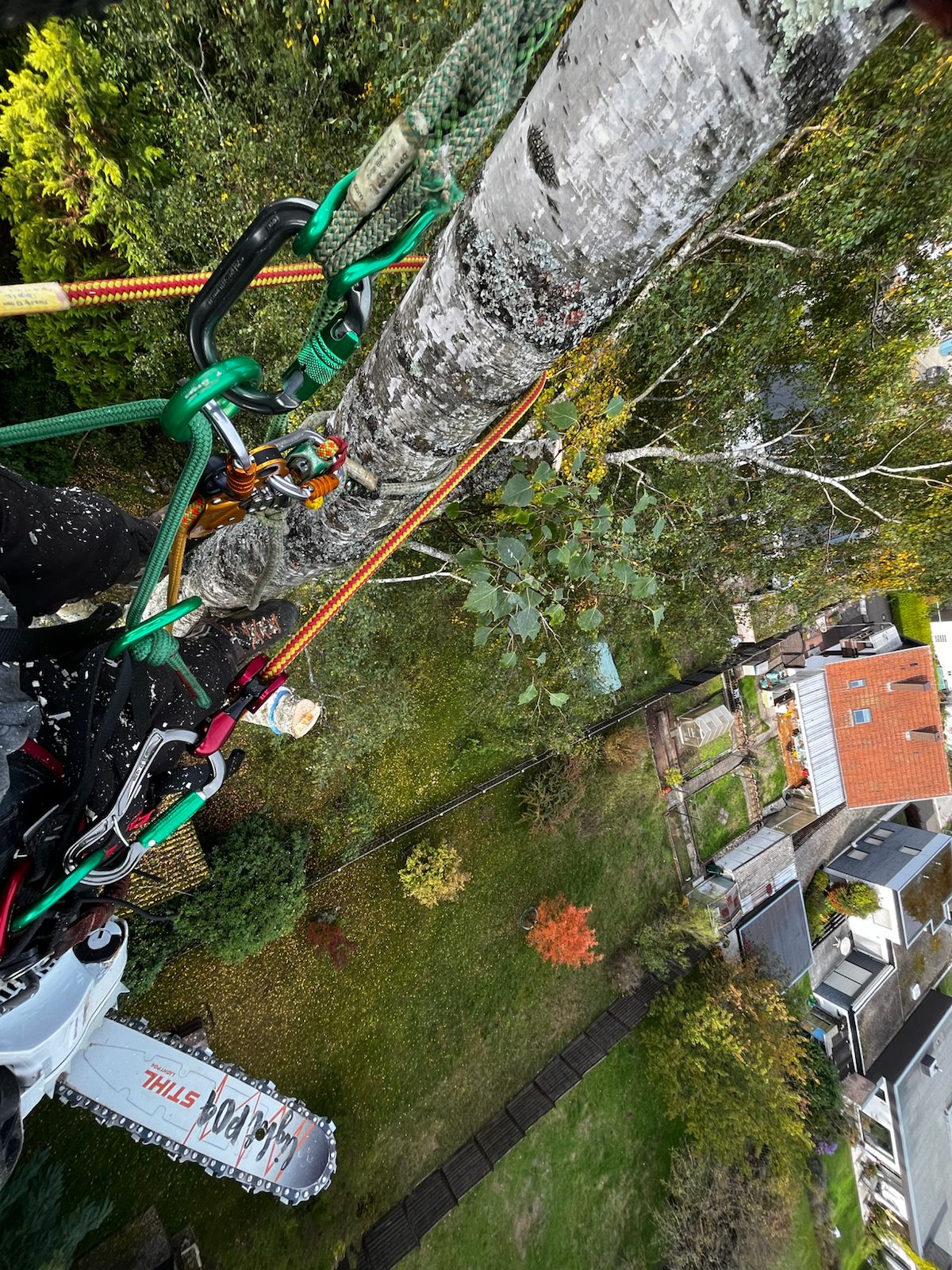 Baumfaellung